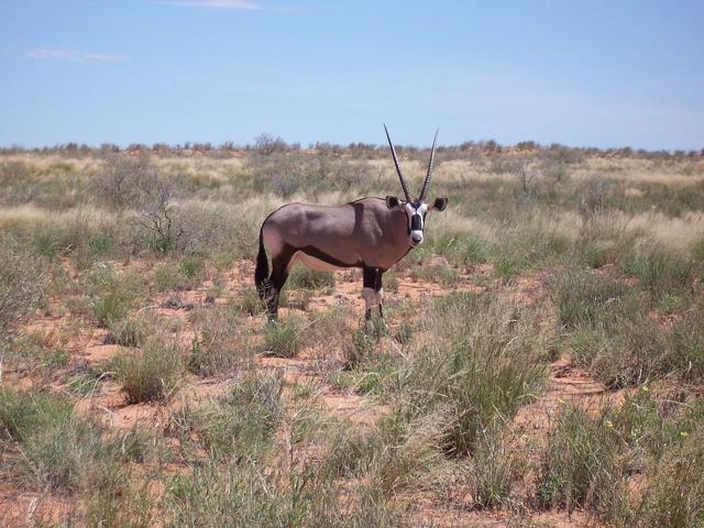 Kgalagadi Transfrontier Park